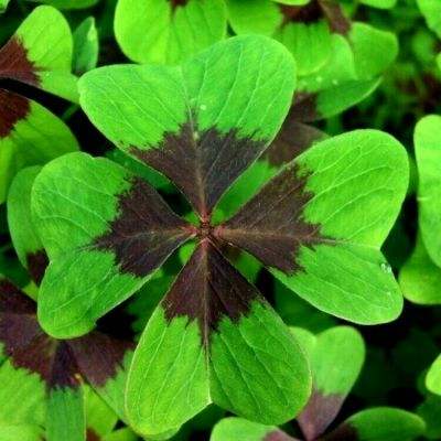 722cc大发彩神手机app下载